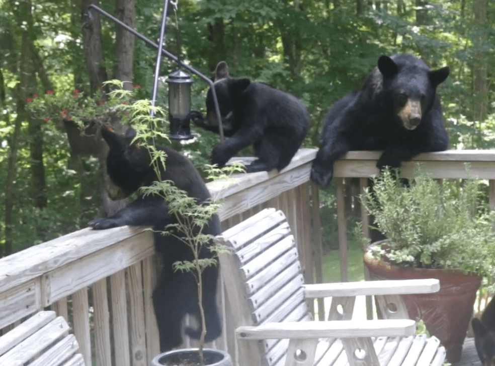 BearWise & FireWise: Coexistence w/Nature in the Southern Appalachians