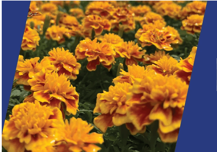 Blue Ridge Community College Horticulture Program Plant Sale