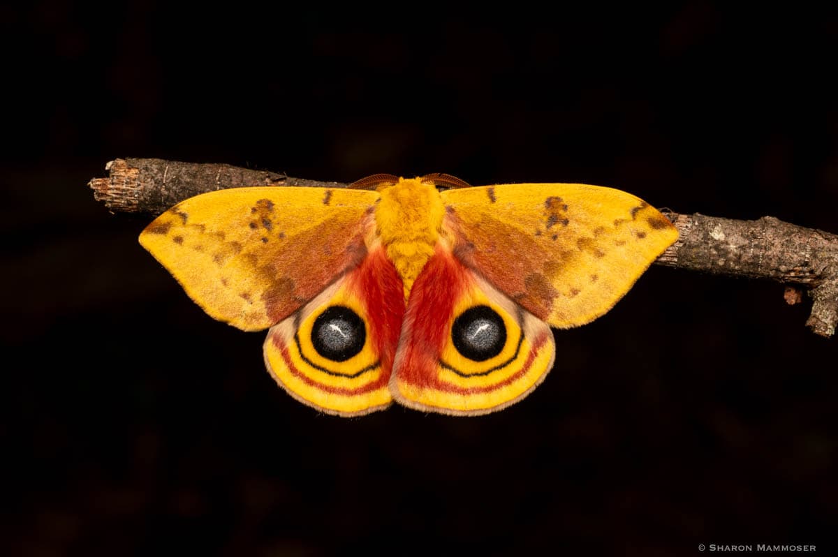 Marvelous Moths
