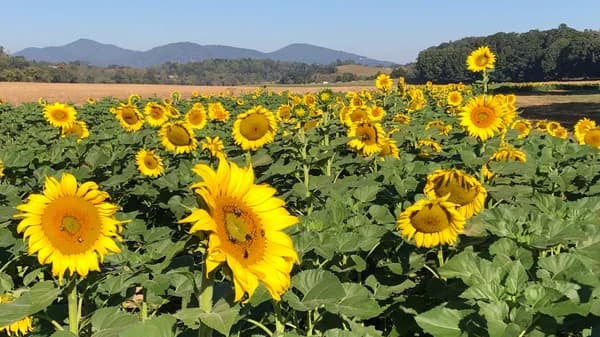 Biltmore sunflower Lagoon trail walk for pass holders