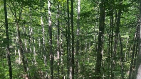 Ledford-Sleepy Gap-Powhatan Loop: 6.5 mi., 1,100 ft. elev.