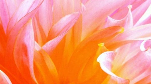 'In Full Bloom' AMC Friday Evening Ecstatic Dance w/ Guest DJ Stacey Butcher