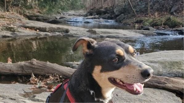 Camino de Asheville - Section 6 - Moderate - 6.5 Miles.