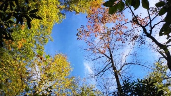 Scenic Avl Series #1: Hard Times Trail - Alternate Route