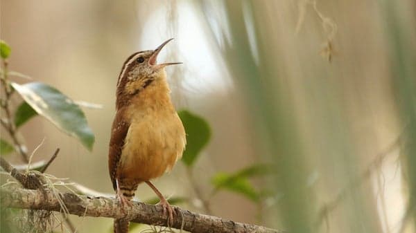 AMC Sunday Ecstatic Dance Waves w/ Sara Bensman
