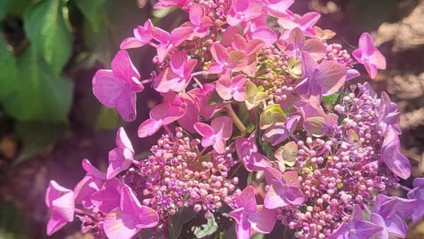 Nature's Comfort: A healing walk for widows/ers. 