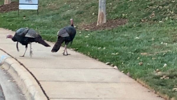 Kenilworth Park-Resevoir Road Walk