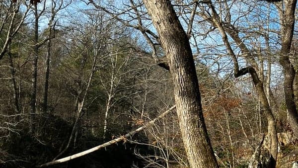 Craven Gap Out-and-Back -- 5 mi, 800 ft. elev. gain