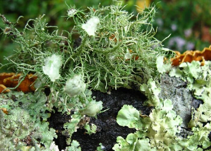 Lichens Up Close with Laura Boggess