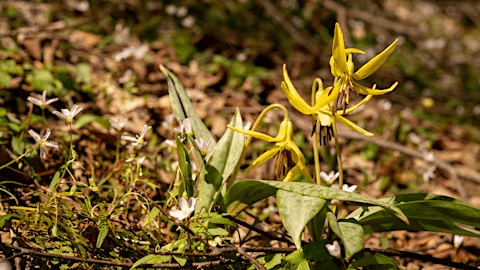 Spring Wildflowers of the NC Arboretum