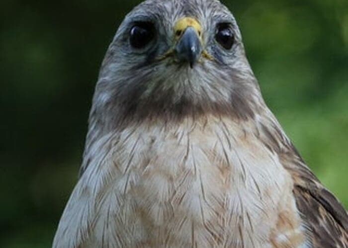 Fall Bird Walk with Dr. Andrew Laughlin