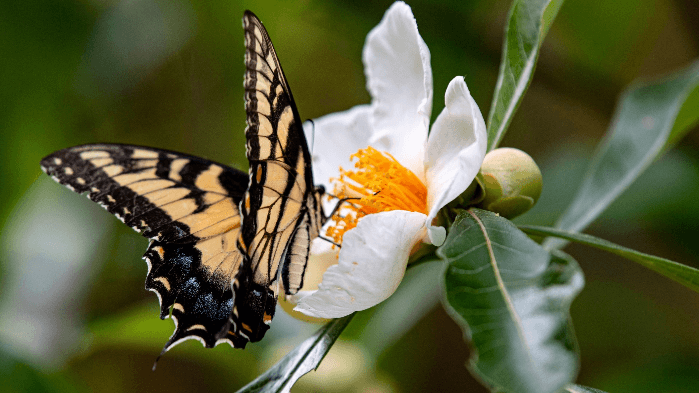 Franklinia Tree Lunch & Learn