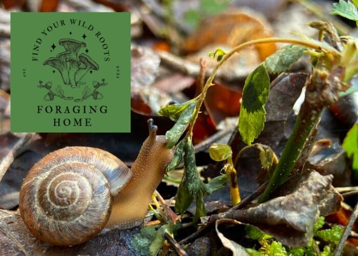 Wild Food Community Walk