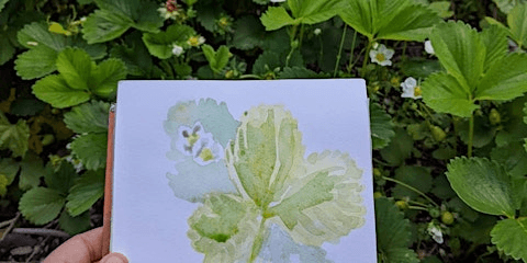 Plant on Paper: Botanical Illustration for All Levels