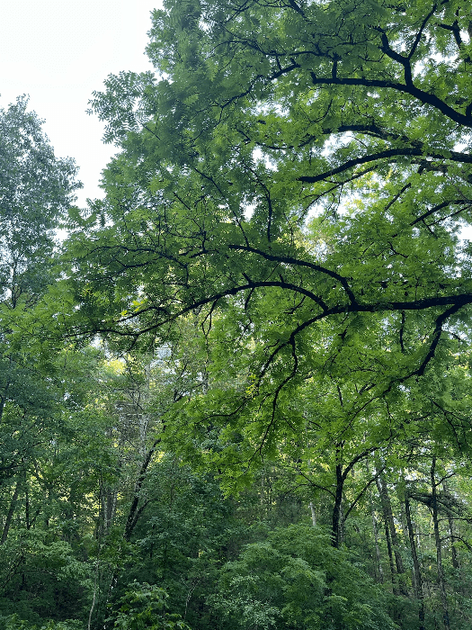 Arbor Day Celebration