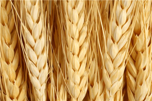 Bounty & Soul Free Produce Market + Community Health Screenings 4/22