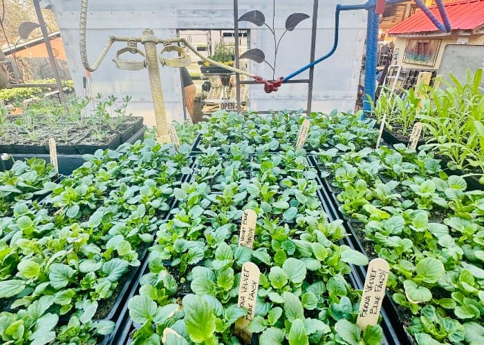 Peace Gardens Cold Season Plant Sale 2026