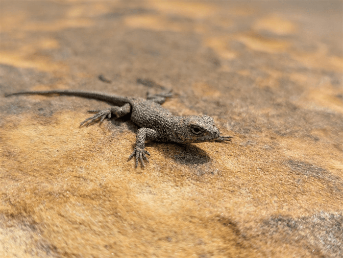 Reptiles of Western North Carolina