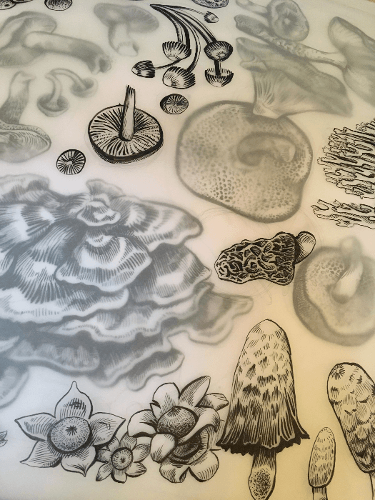 Ink Drawing for Beginners: Fungi