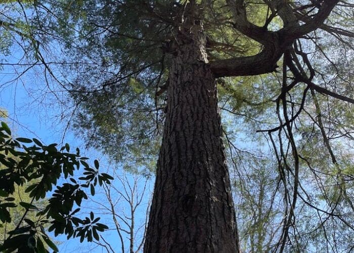 Hemlocks and Other Old Growth Trees educational walk