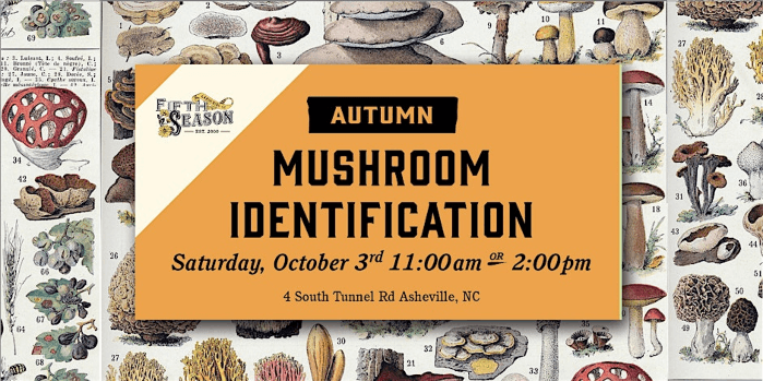 Mushroom Identification for Autumn Leaf Season