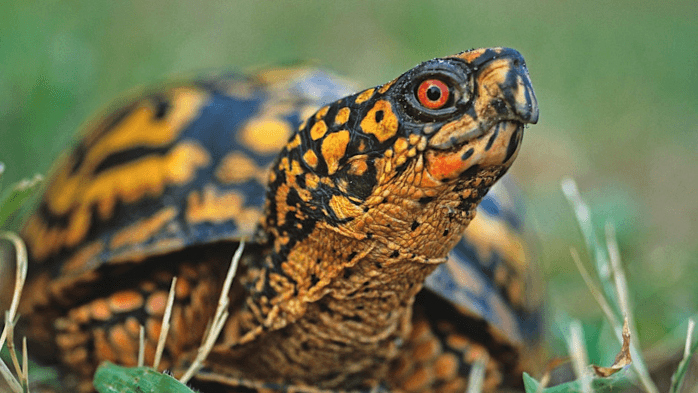 Reptiles of Western North Carolina