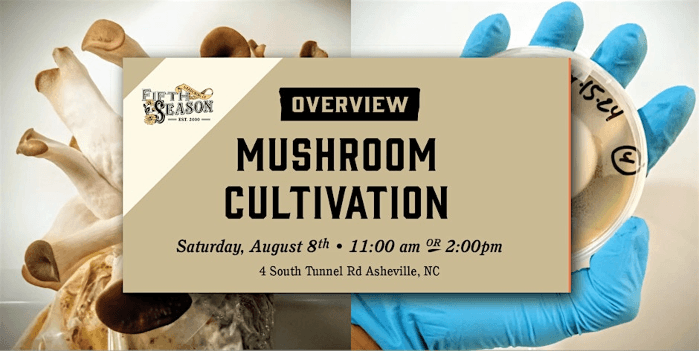 Mushroom Cultivation Overview: Grow Gourmet & Medicinal Mushrooms