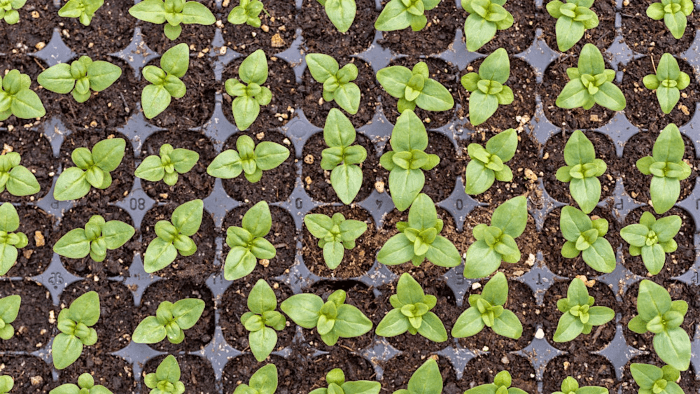 Genetics and Reproduction of Plants