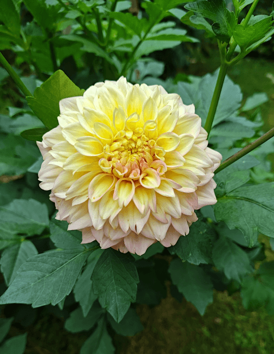 The Learning Garden presents: Dividing and Storing Dahlias