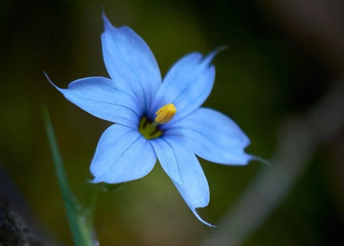 Wildflower Photography with David Huff