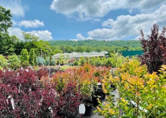 Deer Resistant Gardening Free Seminar