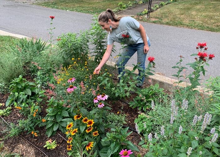 Native Cut Flower Gardens: Grow, Harvest, and Arrange w/ Leonora Stefanile