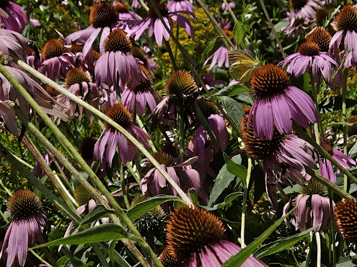 Fall Wildflowers of the NC Arboretum