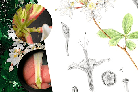 The Art and Science of Drawing Plants: Lab Studies