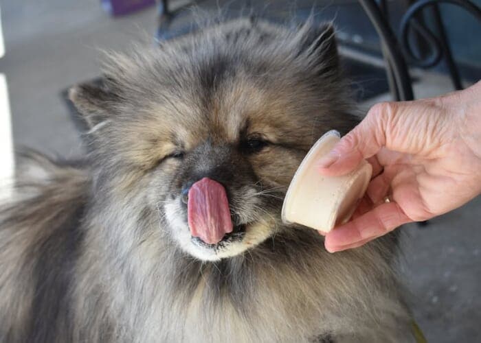 Barkberry Happy Tails Doggie Ice Cream Release Party