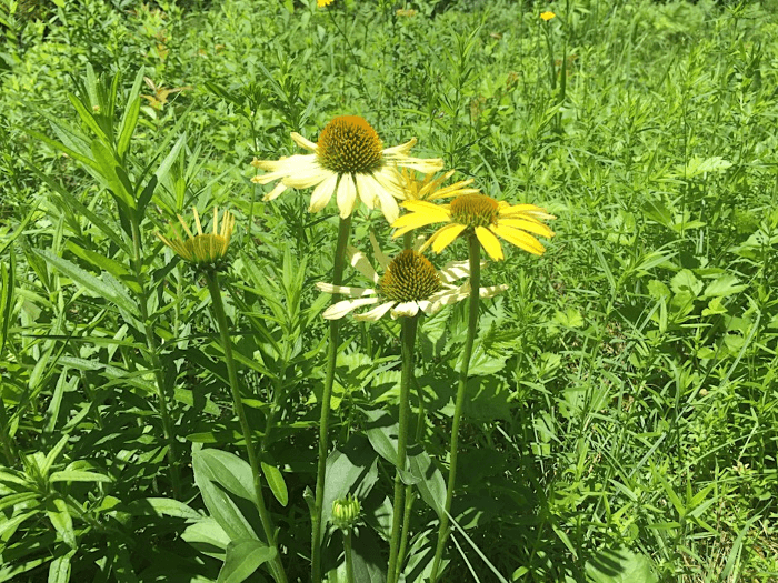 How Plants Respond to Their Environment
