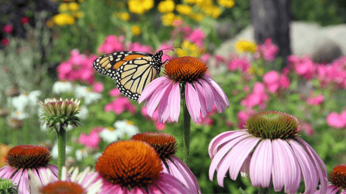 Summer Wildflowers of the NC Arboretum