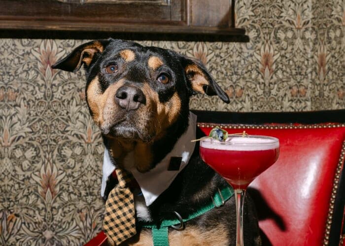 Spring Cocktail Menu Launch x Asheville Humane Society