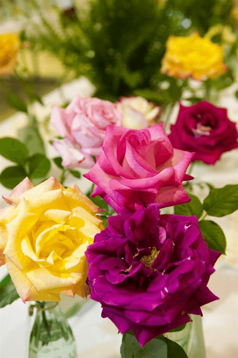 Spring Starts in the Winter for Roses