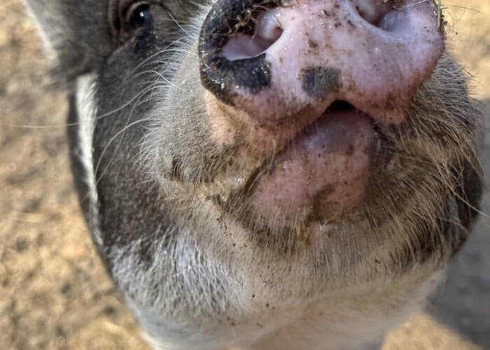 Animal Haven of Asheville’s Fall Fundraiser