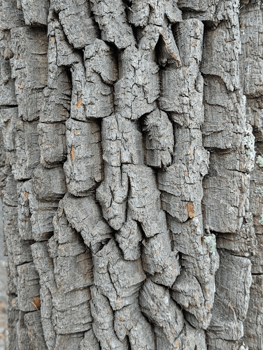 Winter Buds & Bark Tree ID