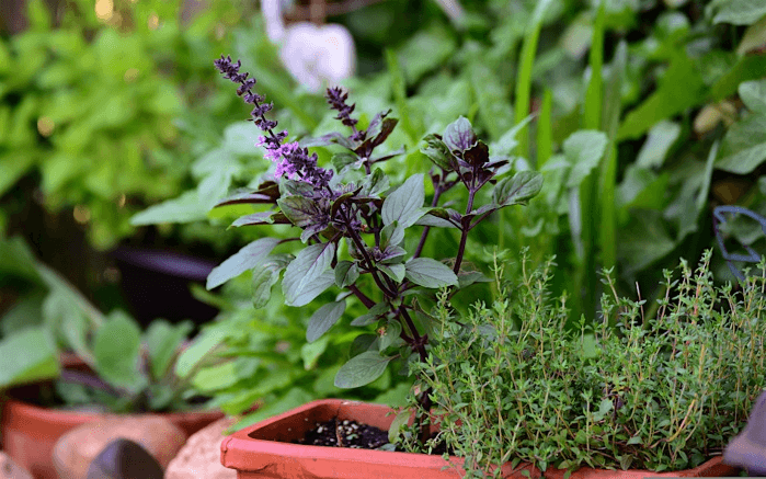 Growing and Using Culinary Herbs