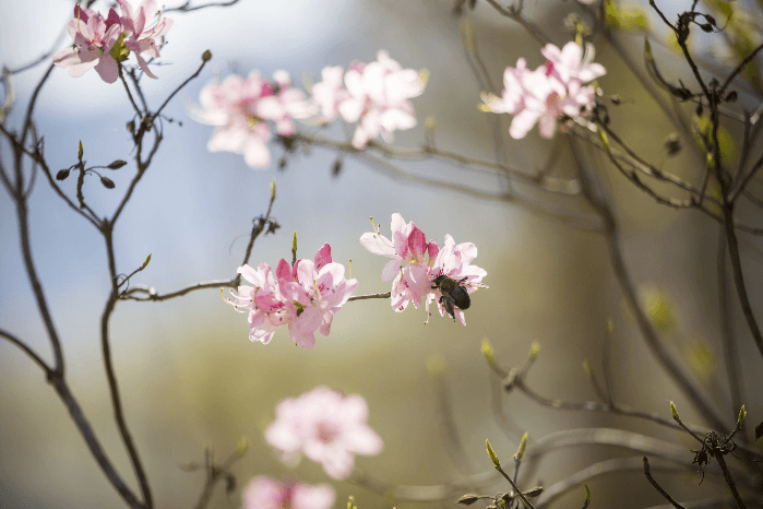 Ecology of the Native Azalea Collection Walk