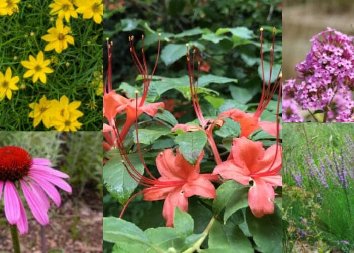 ONLINE Spring Native Plant & Shrub Sale benefiting MountainTrue