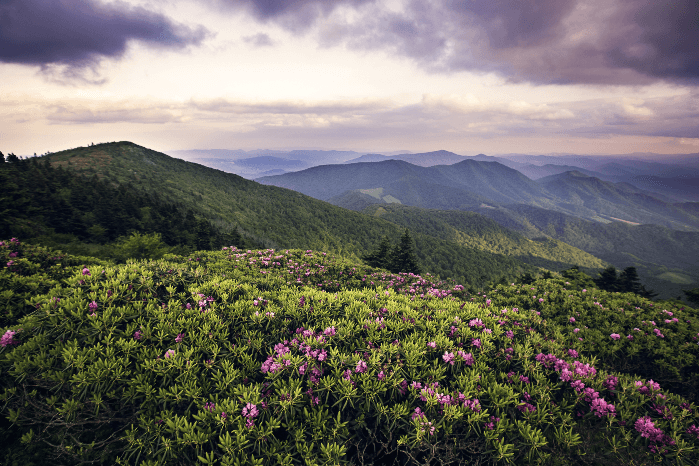 Introduction to Appalachian Ecology