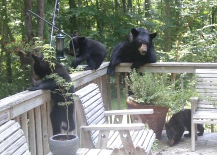 BearWise and FireWise: Coexistence with Nature in the Southern Appalachians