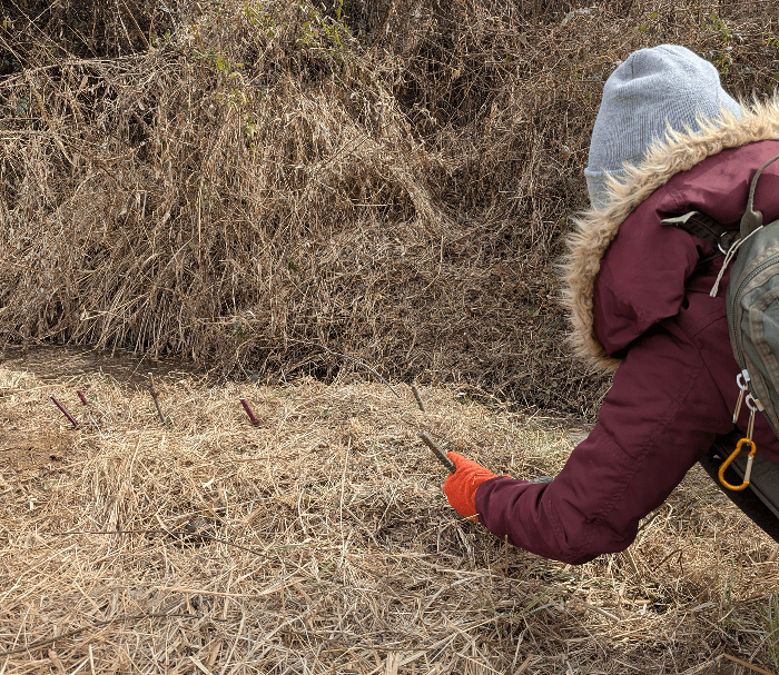 Livestake Planting Work Day with NCWF, at Bowditch Bottoms Preserve
