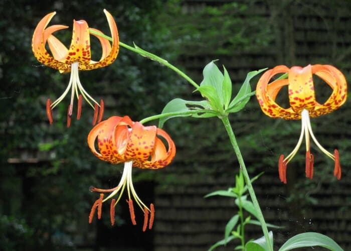 Introduction to Wildflower Identification with Gary Kauffman
