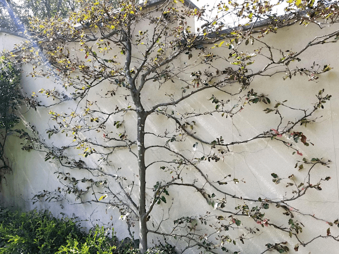 Proper Pruning: How to Avoid Common Pitfalls