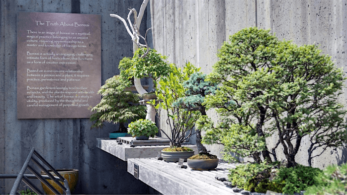 Bonsai Exhibit Talk & Tour with Arthur Joura